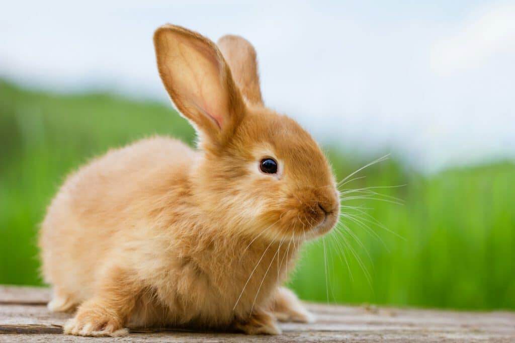 fluffy red rabbit on a nature background
