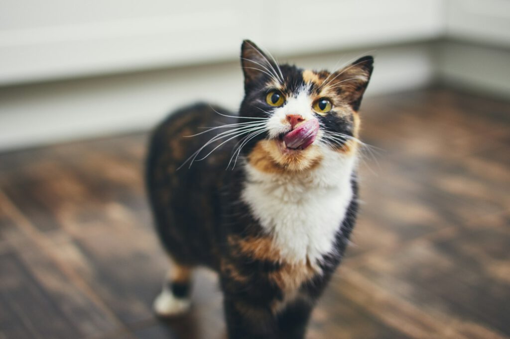 Hungry cat at home kitchen