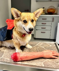 Dracula_Toby